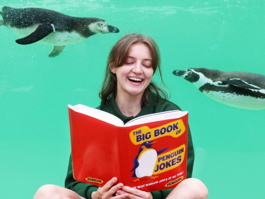The jokes went down swimmingly with Humbolt penguins at the London Zoo (Picture: Joe Pepler)