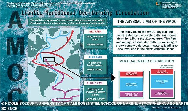 The weakening current - called the abyssal limb - is part of the Atlantic Meridional Overturning Circulation (AMOC), a system of ocean currents that act as a 'conveyer belt' to distribute heat, nutrients, and carbon dioxide across our oceans