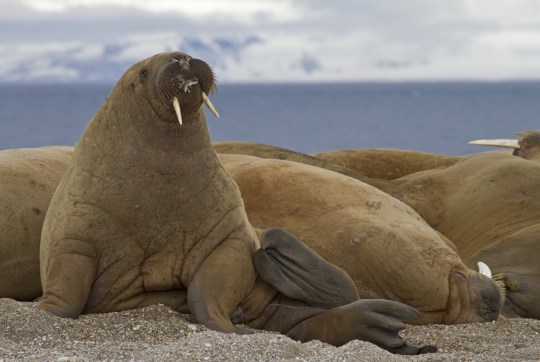 Mandatory Credit: Photo by FLPA/REX/Shutterstock (3274513a) Atlantic Walrus (Odobenus rosmarus) adults, group resting on shingle, Spitzbergen, Svalbard Nature
