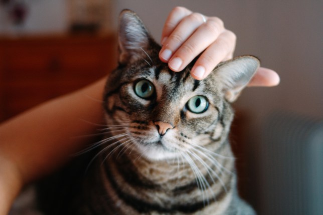Woman hands stroking a tabby cat head