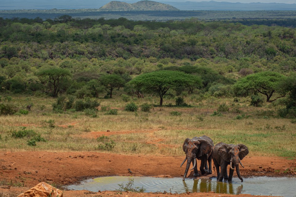 Elephants drinking at a watering hole by Kilaguni Serena Safari Lodge 