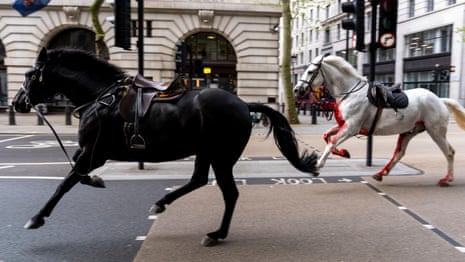 Multiple people injured as four horses escape into London causing chaos – video report
