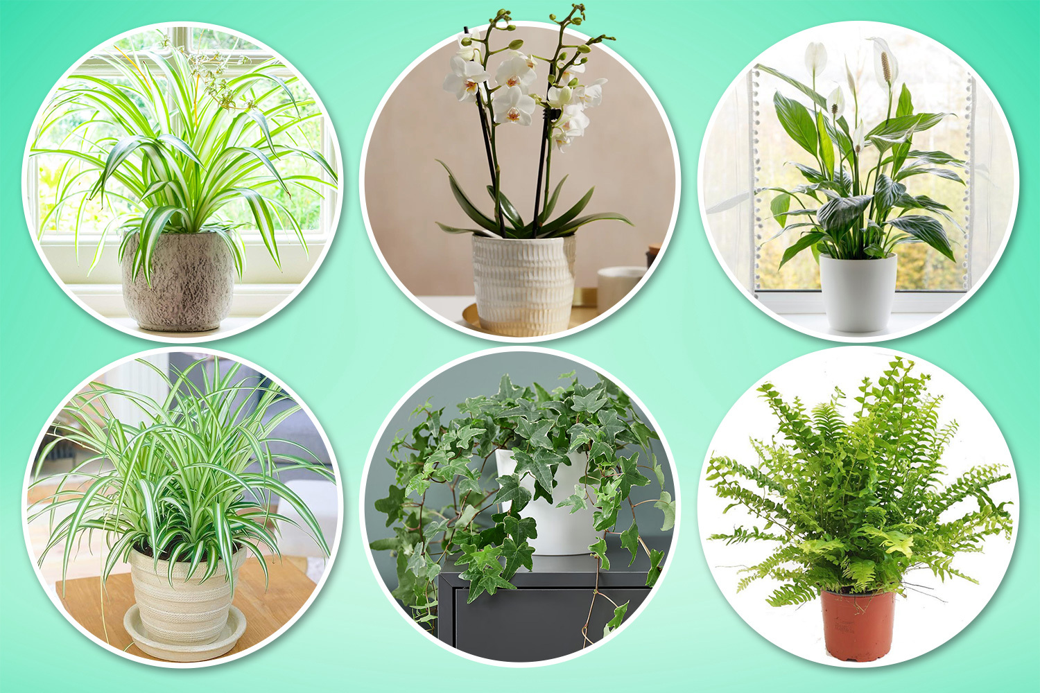 Seven mould-beating houseplants on sale at Ikea, B&Q and Amazon