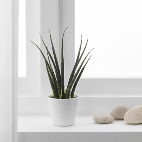 Snake plants are a great option for beginners