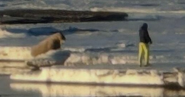 Tourist fined for getting too close to Walrus in NorwayCredit The Governor of Svalbard