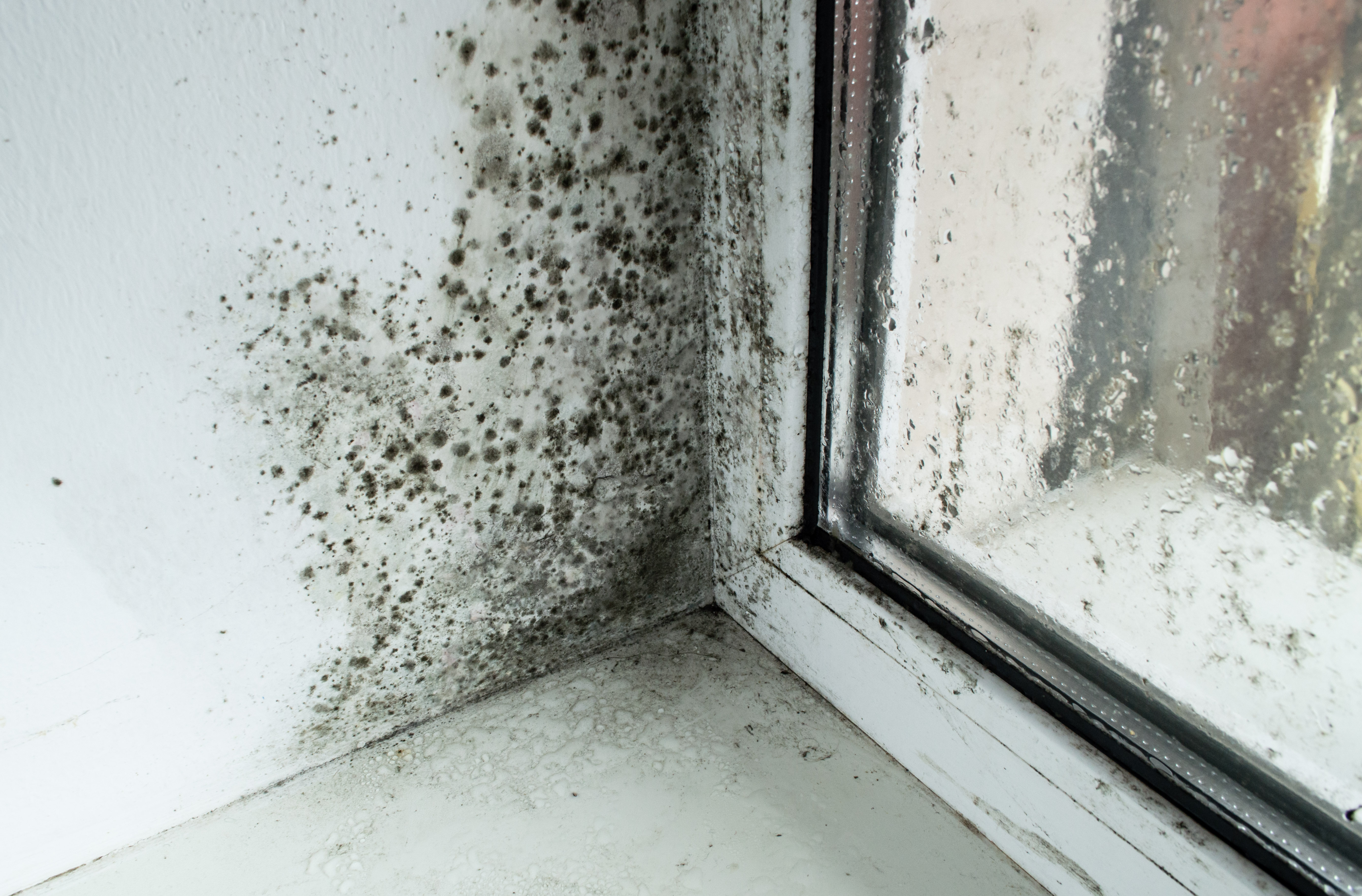 Black mould in the corner of the window sill (stock image)