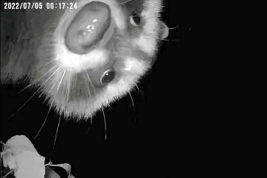 Racoon pops into frame of a wildlife camera
