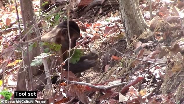 While the monkeys were successful in only 42.5 percent of their stick-poking attempts, the researchers noted that the stick probing appeared to involve complex reasoning and skill. Above, one monkey pokes with a leaf-covered stick in an effort to obtain and eat a spider