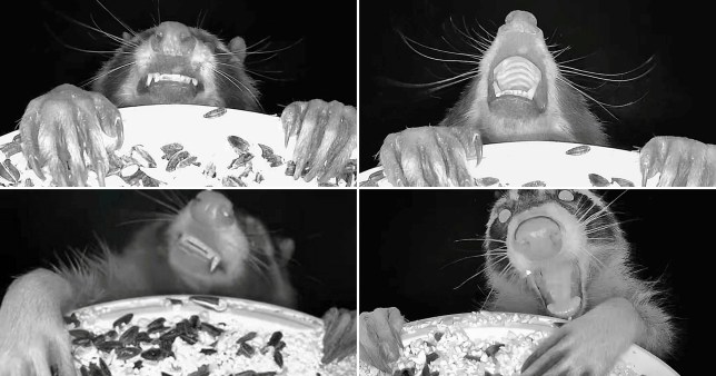 Bird feeder camera images of animals eating food and pulling funny faces 