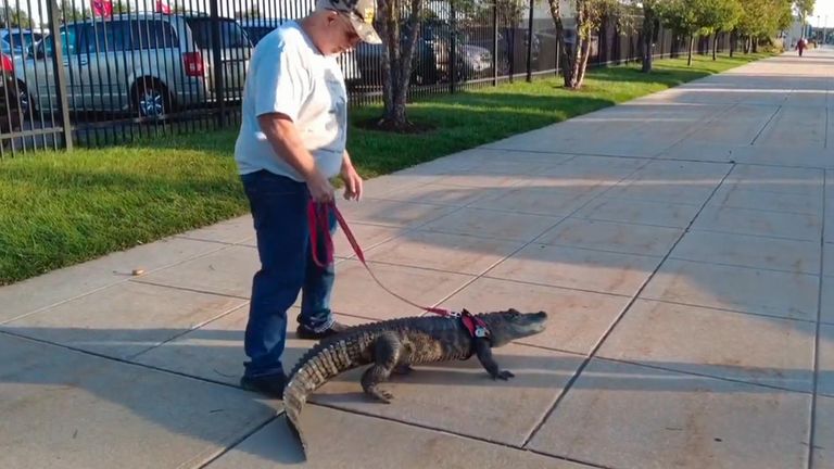 An &#34;emotional support&#34; alligator has been denied entry into a baseball stadium, according to its owner.
