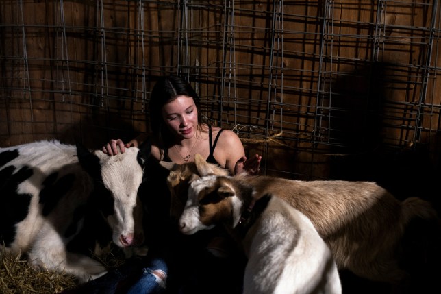 A woman with cows during cow cuddling. 