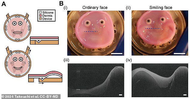 Creepy new video shows the bizarre pink creation attempting a cheesy smile. The silicone layer is pulled at the corners of the mouth by external mechanical actuators