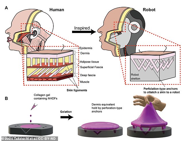 The engineered skin tissue and the way it adheres to the underlying complex structure of the robot¿s features were inspired by skin ligaments in human tissues