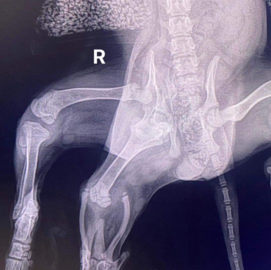 An x-ray showing the bones of Ariel the mermaid dog who was born with six legs. 