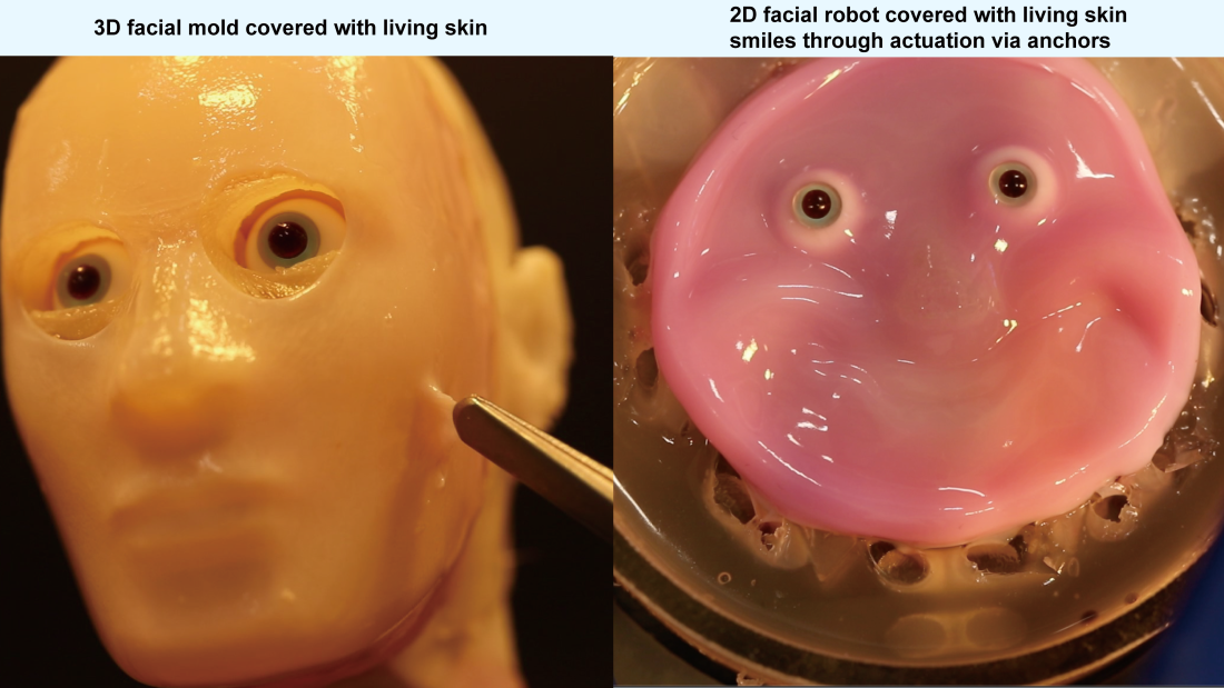 A new method of binding living skin tissue to a robotic skeleton will allow more humanlike expressions and better range of motion, according to researchers from the University of Tokyo.
