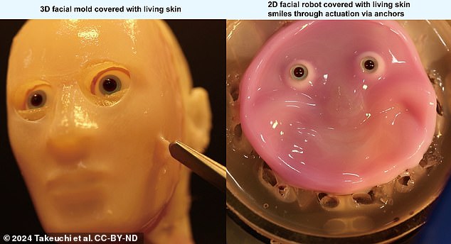 Creepy: Experts made special perforations in a robot face, which helped a layer of skin take hold