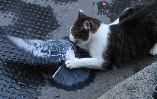 Pigeons are no match for Britain's chief mouser (Picture: EPA)