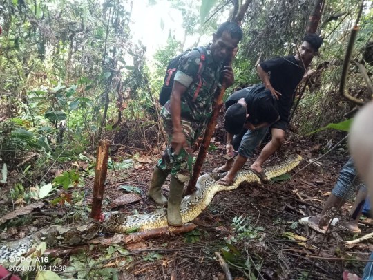 A housewife was killed by a gargantuan 30ft python in the Indonesian jungle. Mother-of-five Siriati, 30, was visiting her brother to go to the market together to buy medicine in Luwu Regency, South Sulawesi, on Tuesday morning, July 2. But the killer reptile pounced on her while she was walking alone through trees. It coiled around her body and crushed her to death before beginning to swallow her. ???PACKAGE: Video, pictures, text