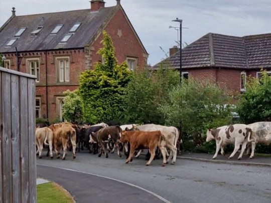 Cows running down a street in Ripon, Yorkshire.