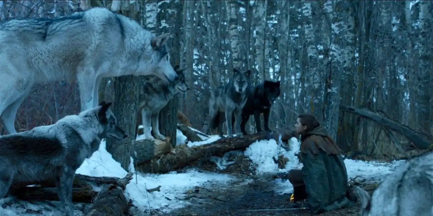 Arya kneeling before an adult Nymeria while surrounded by other wolves in Game of Thrones.