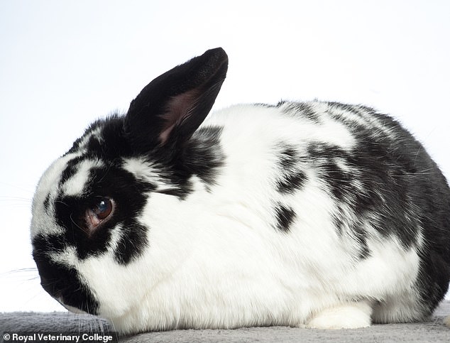 The research also revealed that the average pet rabbit weighed 2.26kg and had a five-year lifespan