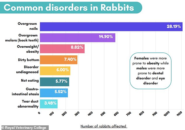 Some of the most common disorders in rabbits were overgrown nails, overgrown back teeth and obesity – all of which can be linked to limited exercise and unnatural diets