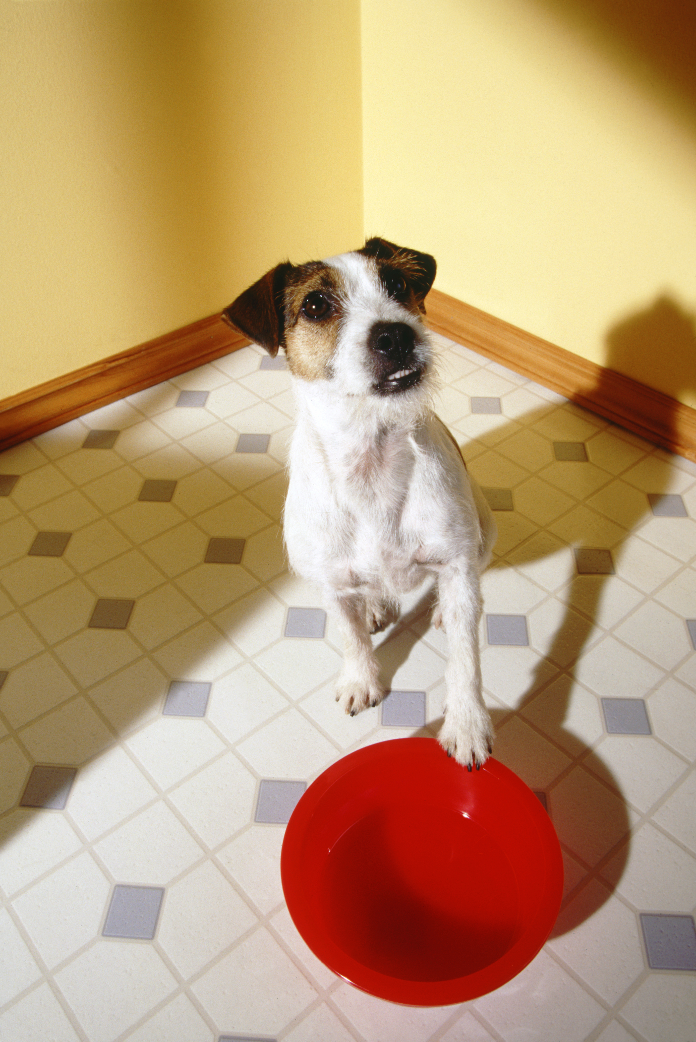 Three million meals for cats, dogs and small animals have been provided by Blue Cross pet food banks amid the cost-of-living crisis