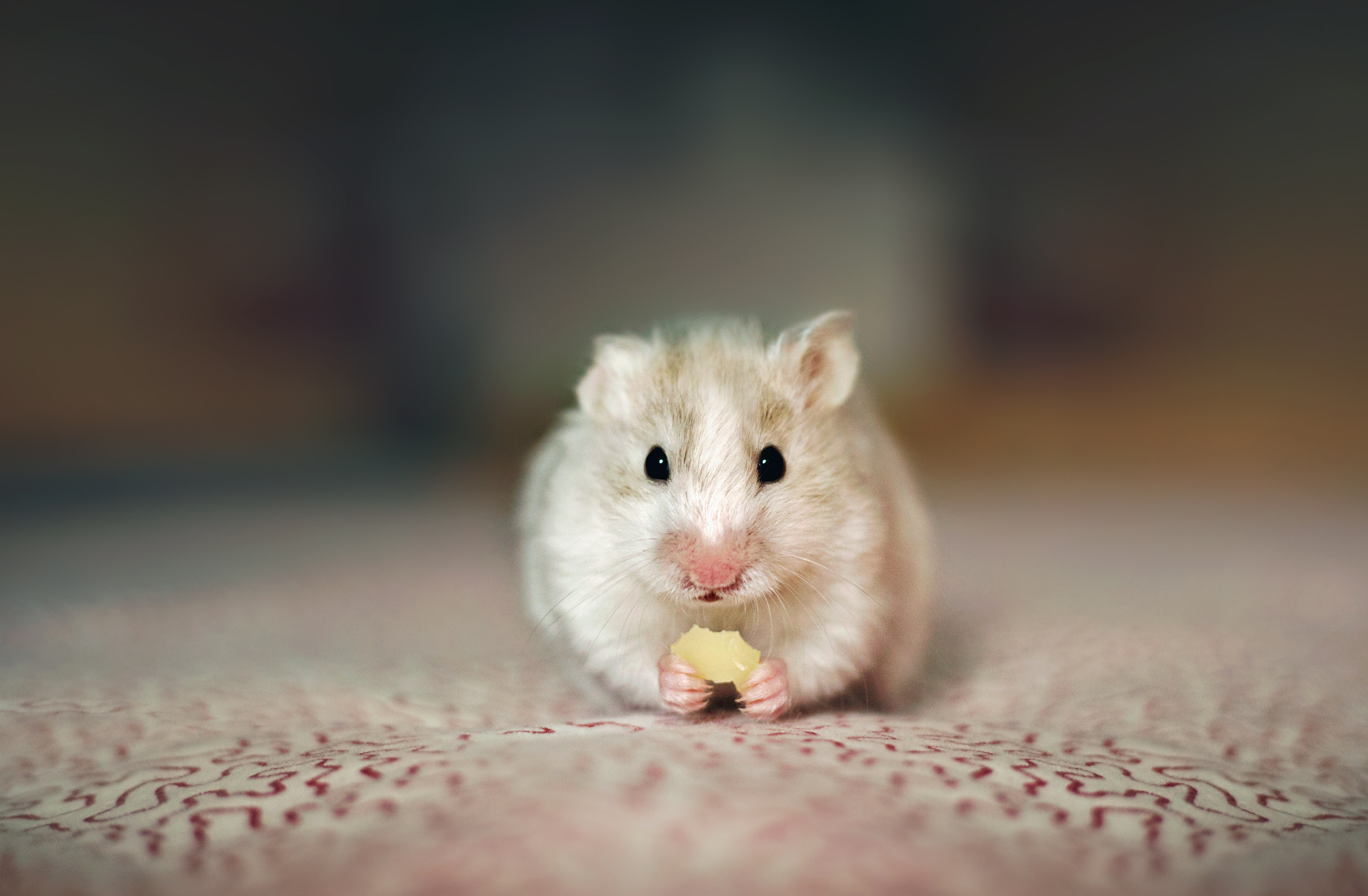 Reader Katie thinks her hamster might be overweight