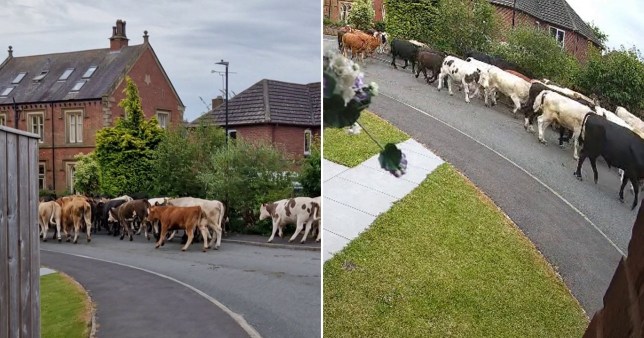 A comp image of the cows running down the street in Ripon, Yorkshire.