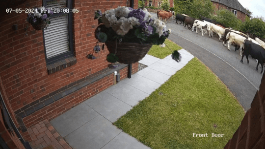 An image taken from a front door camera of the cows in Ripon, Yorkshire.