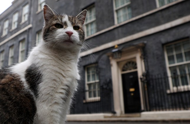 Larry did his normal rounds yesterday morning as Britain prepared for the election (Picture: EPA)
