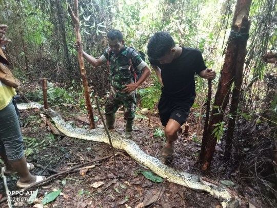 A housewife was killed by a gargantuan 30ft python in the Indonesian jungle. Mother-of-five Siriati, 30, was visiting her brother to go to the market together to buy medicine in Luwu Regency, South Sulawesi, on Tuesday morning, July 2. But the killer reptile pounced on her while she was walking alone through trees. It coiled around her body and crushed her to death before beginning to swallow her. ???PACKAGE: Video, pictures, text