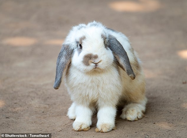 Families looking to buy a rabbit should avoid those with floppy ears and a short head due to health issues, experts have warned (stock image)