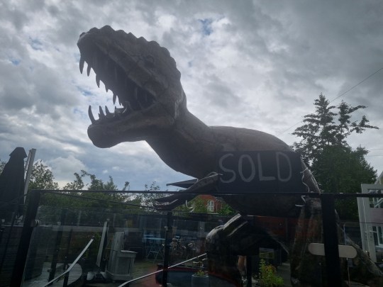 PIC FROM Kennedy News/Miola (PICTURED: THE GIANT T-REX AT SHOP MIOLA WITH A SOLD SIGN ON IT) A dad gave his dinosaur-mad son a 21st birthday present he'd never forget - a 7ft tall T-REX statue that 'roars' at his neighbours from the driveway. Matthew Riddell-Rovira saw homeware shop Miola, in Holmes Chapel, Cheshire, was closing down and selling its iconic metal dinosaur sculpture. When he asked dad Dave Rovira to buy it the 56-year-old was going to reject the 'wild' idea but mum Blanch Rovira thought it'd make a great early 21st birthday present. DISCLAIMER: While Kennedy News and Media uses its best endeavours to establish the copyright and authenticity of all pictures supplied, it accepts no liability for any damage, loss or legal action caused by the use of images supplied and the publication of images is solely at your discretion. SEE KENNEDY NEWS COPY - 0161 697 4266