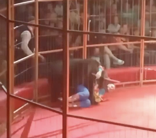 The scary moment a female bear attacks her trainer midway through Russian circus show.