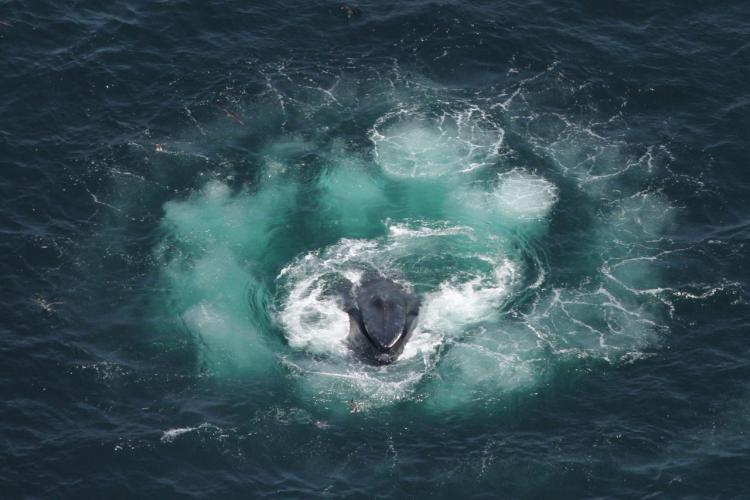 Humpbacks use bubble nets to capture many fish at once