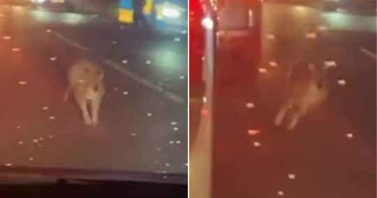 Footage showing a wallaby among cars on the A39 in Cornwall before it was hit and killed. 