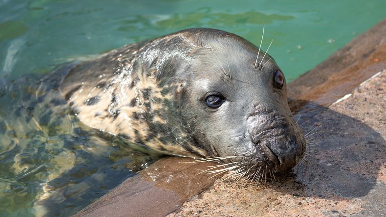 Sheba will do what she's told "in her own sweet time", according to her keepers. Pic: Barry Williams/Cornish Seal Sanctuary