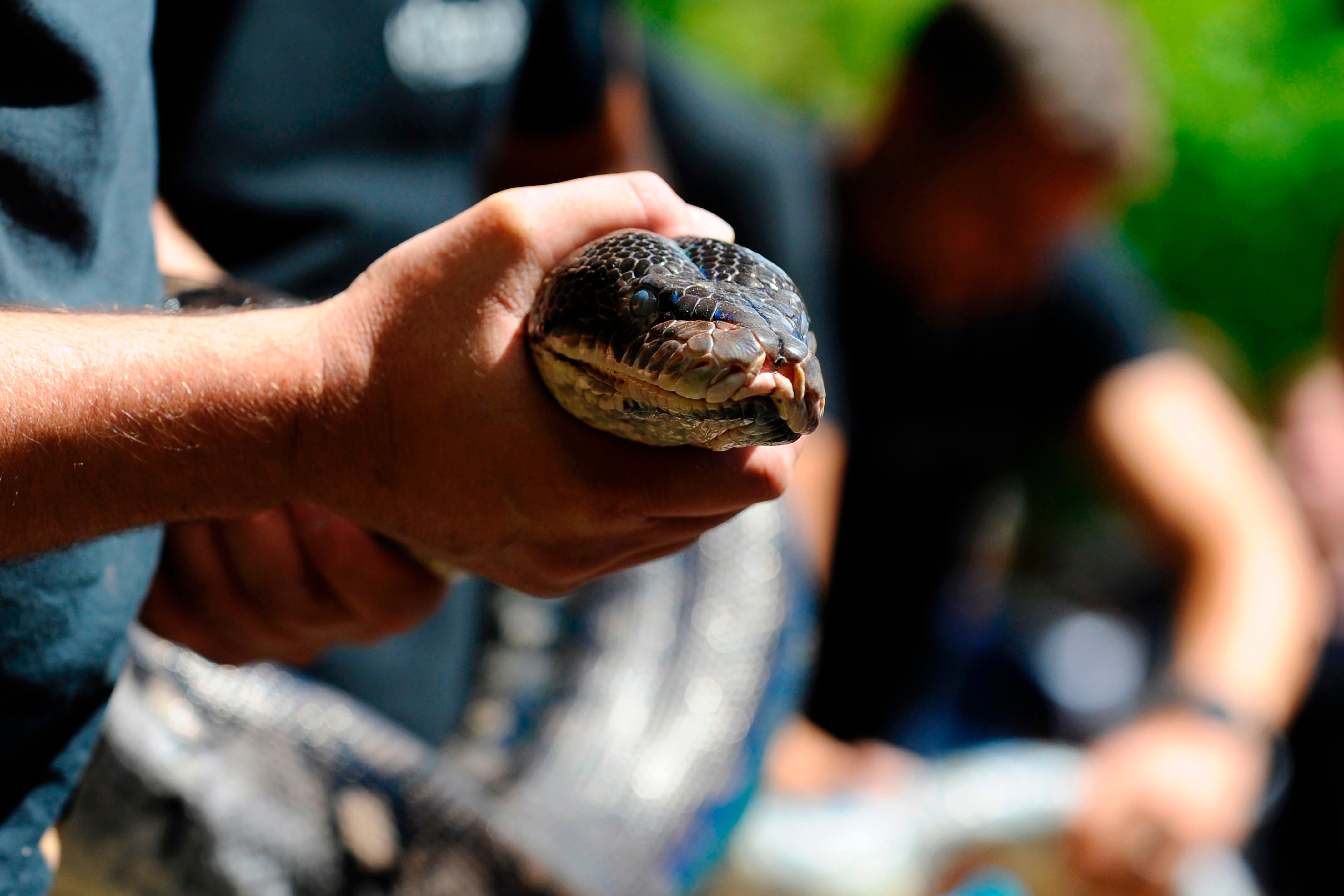 French zoo workers hold a reticulated python