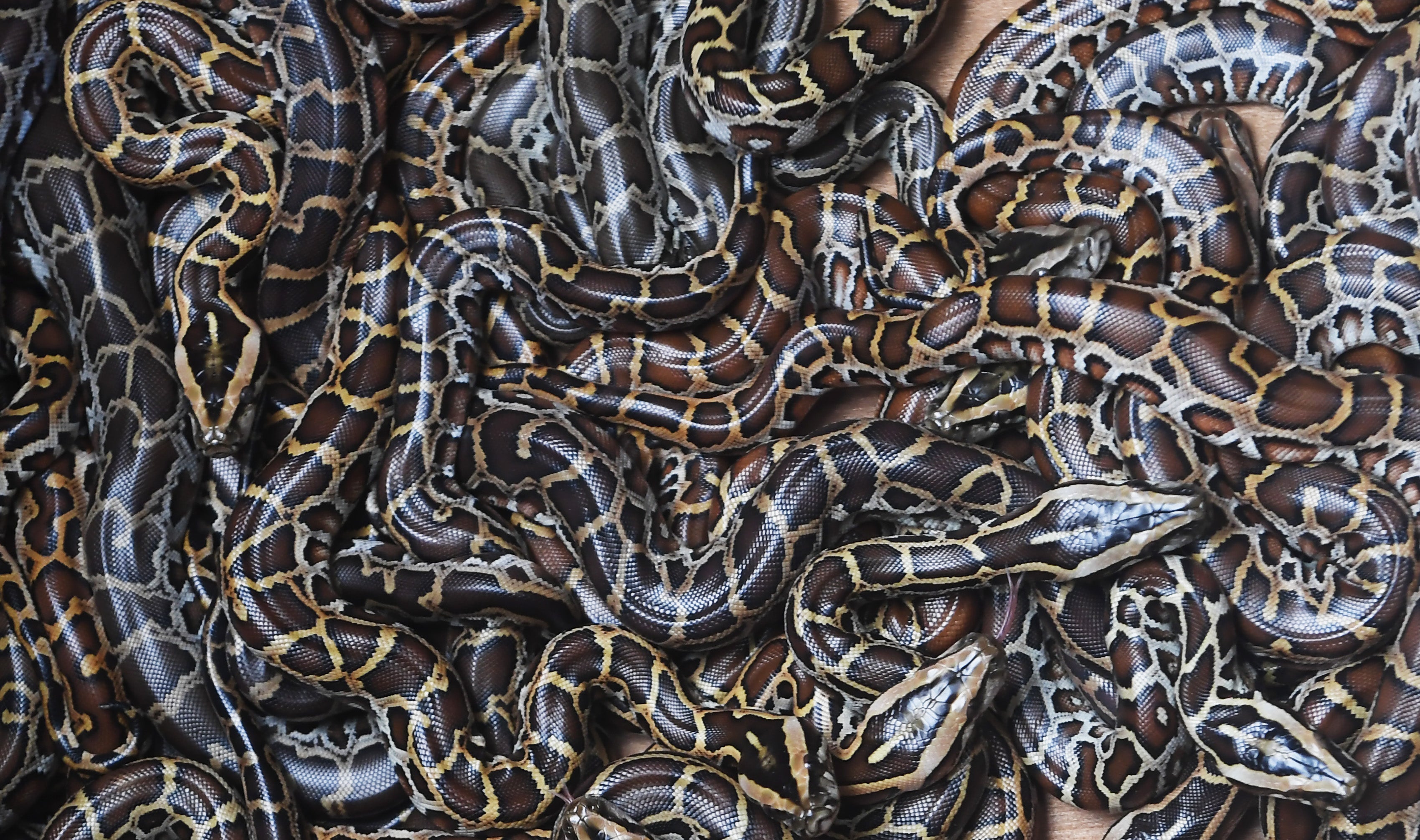 Young Burmese pythons seen at an enclosure in Alipore Zoological Garden, Kolkata