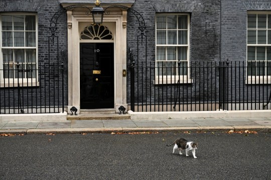 Larry the Downing Street cat walks outside 10 Downing Street in London, Britain, September 3, 2024. REUTERS/Jaimi Joy