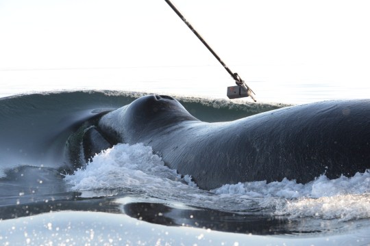 Bowhead whales are tagged in Disko Bay, West Greenland, to track their movements and diving behavior. (Photo: Mads Peter Heide-J?rgensen)