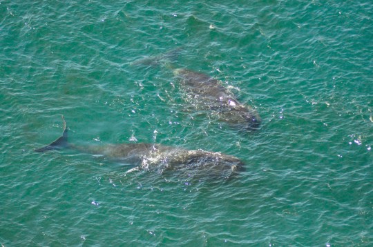 A pair of bowhead whales off the coast. View from above. Summer. The coast of the Sea of Okhotsk. The nature of the Far East of Russia