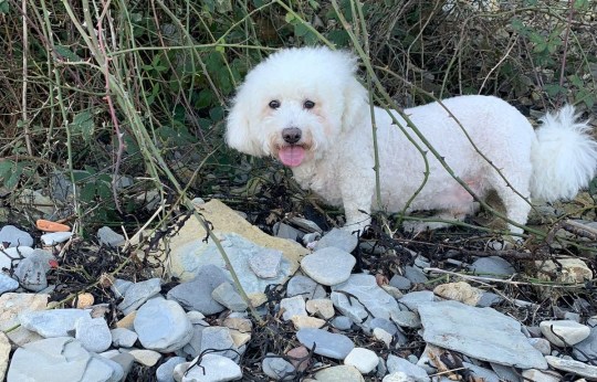 Dudley at the beach, standing on some stones with some undergrowth in the background