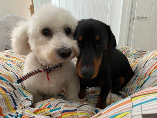 Dudley and Henry on a bed