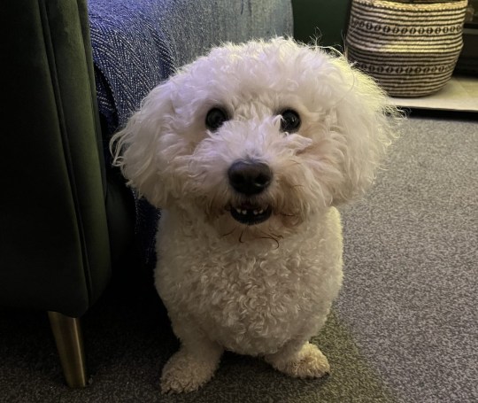 Dudley at home, looking directly into the camera