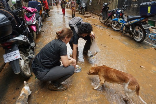 WEEKEND: Flooding caused by Super Typhoon Gaemi leaves countless dogs 'homeless, malnourished, suffering from worms and mange'