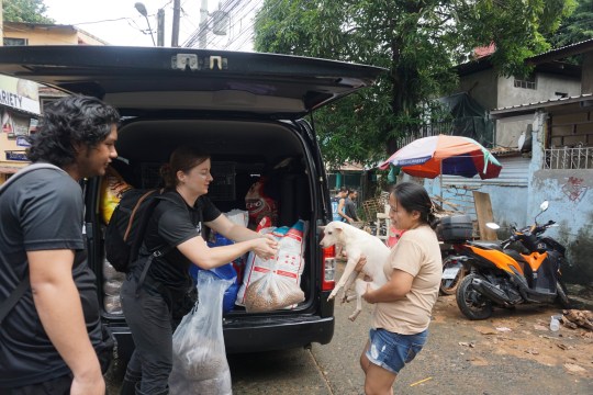 WEEKEND: Flooding caused by Super Typhoon Gaemi leaves countless dogs 'homeless, malnourished, suffering from worms and mange'