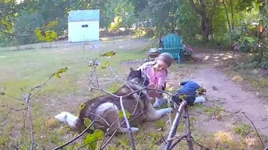 Olivia Myers, 7, takes the collar off the husky dog Gunnar with his replacement stuffed animal on the ground next to them