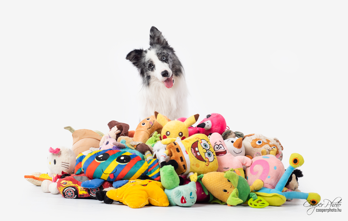 Some dogs even tilt their heads upon hearing their owners mention name of a toy